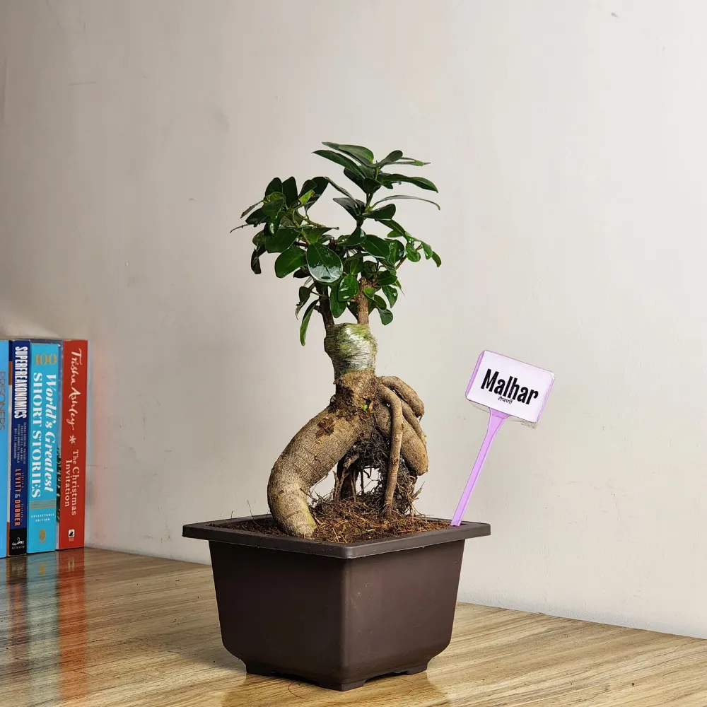 product-gallery