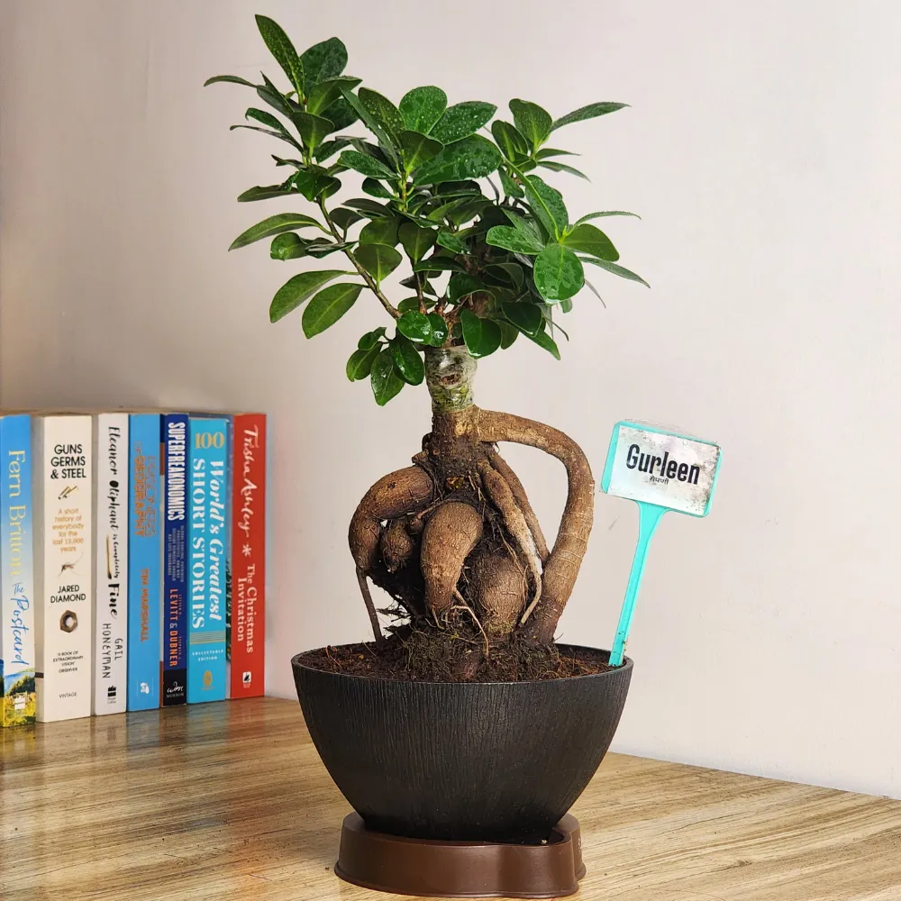 product-gallery