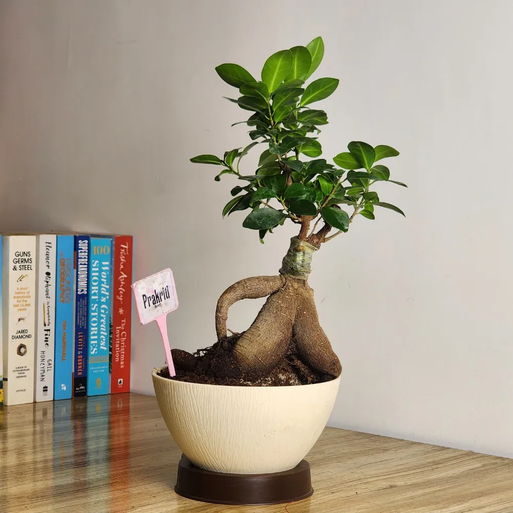 product-gallery