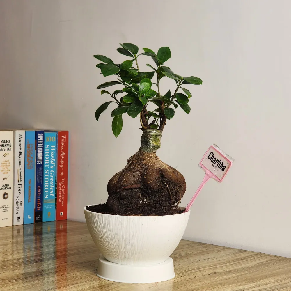 product-gallery