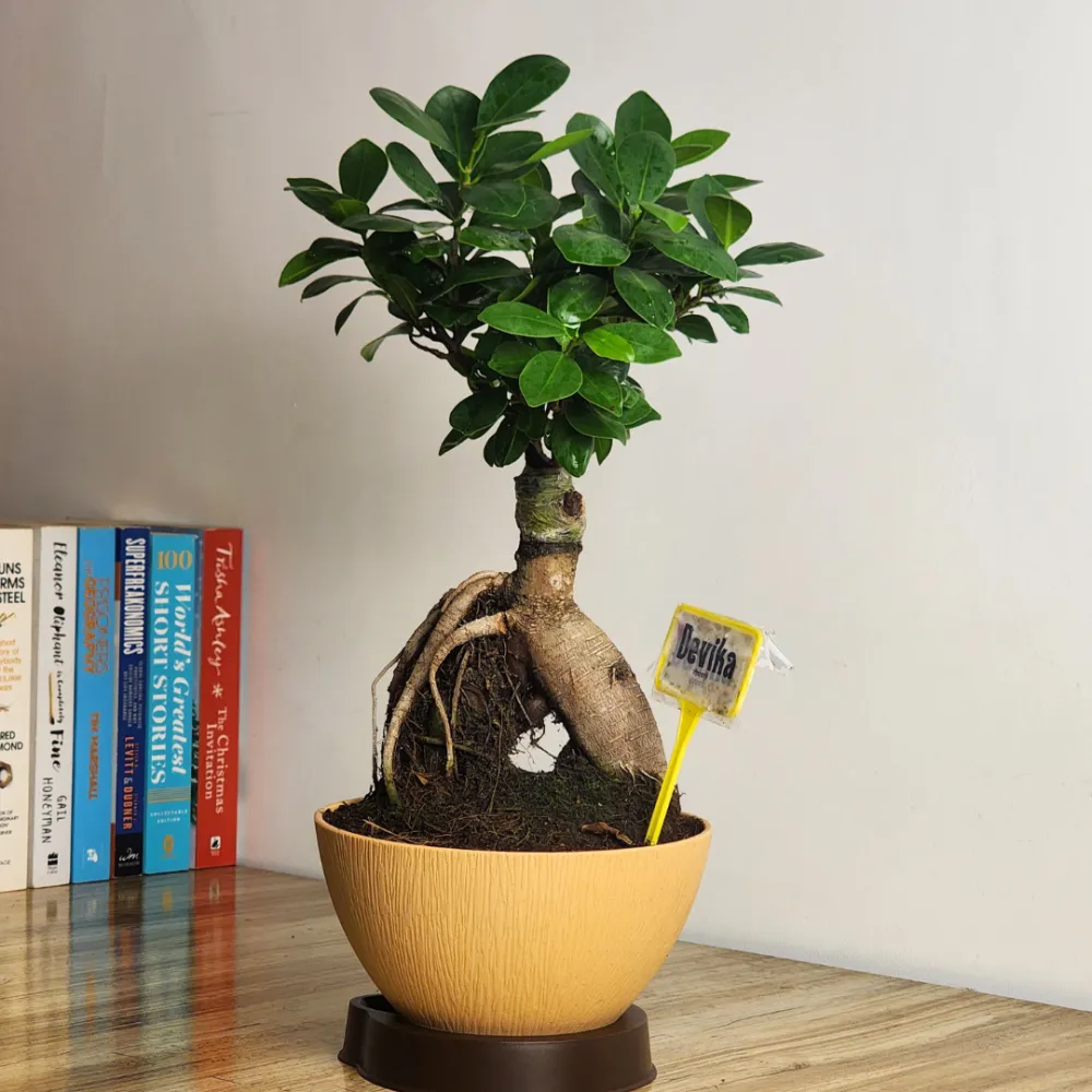 product-gallery