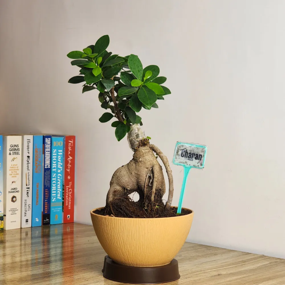 product-gallery