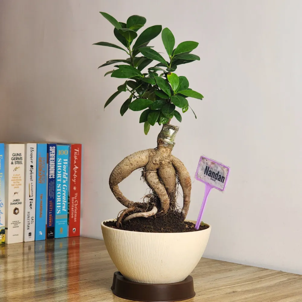 product-gallery