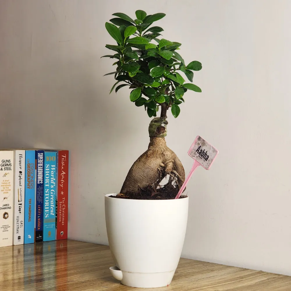 product-gallery
