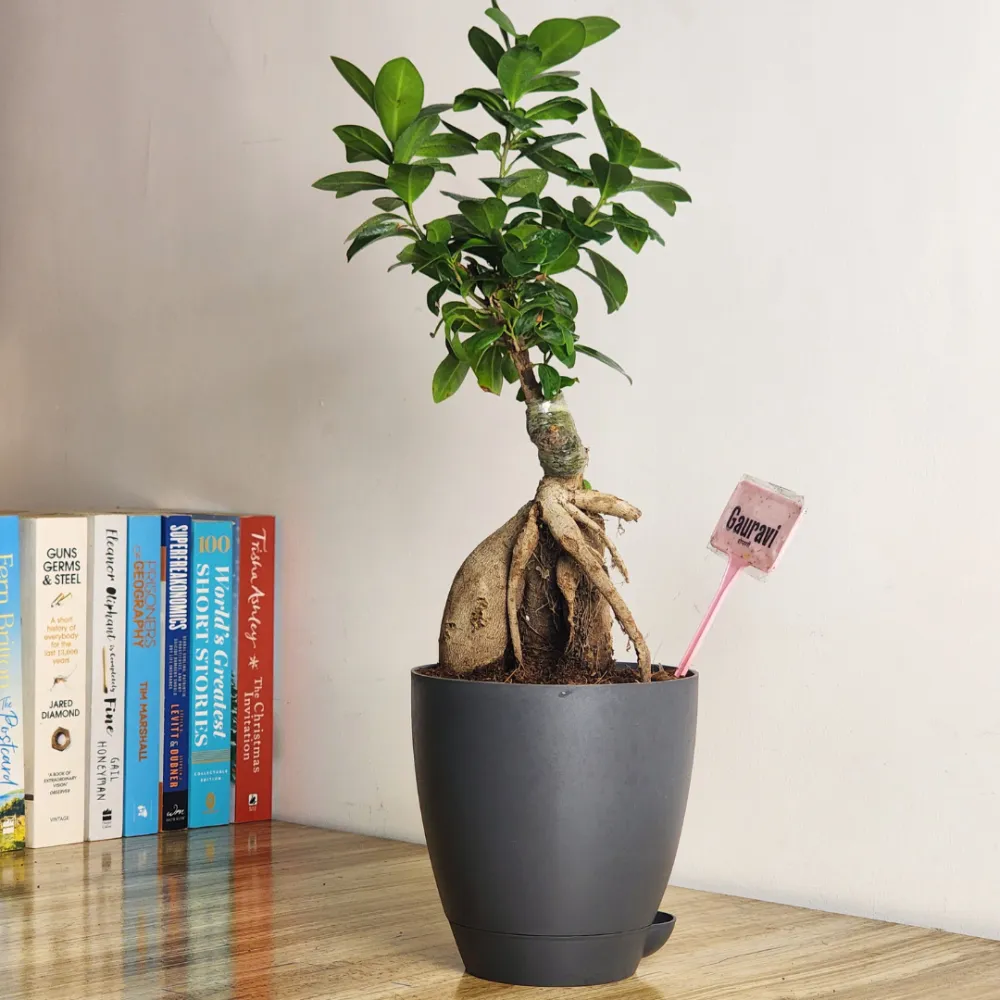 product-gallery