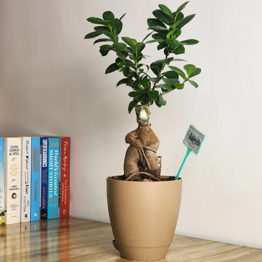 product-gallery