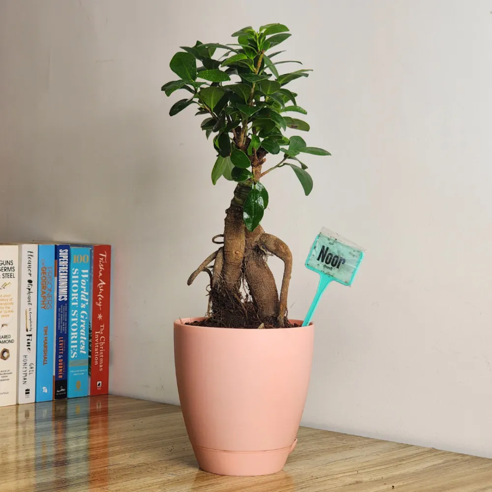 product-gallery