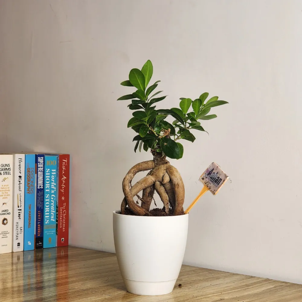 product-gallery