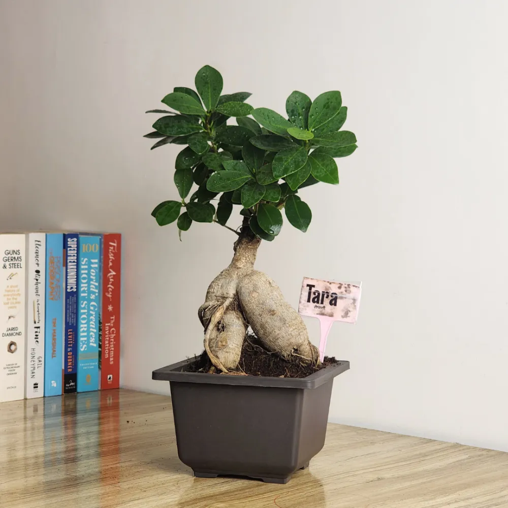 product-gallery