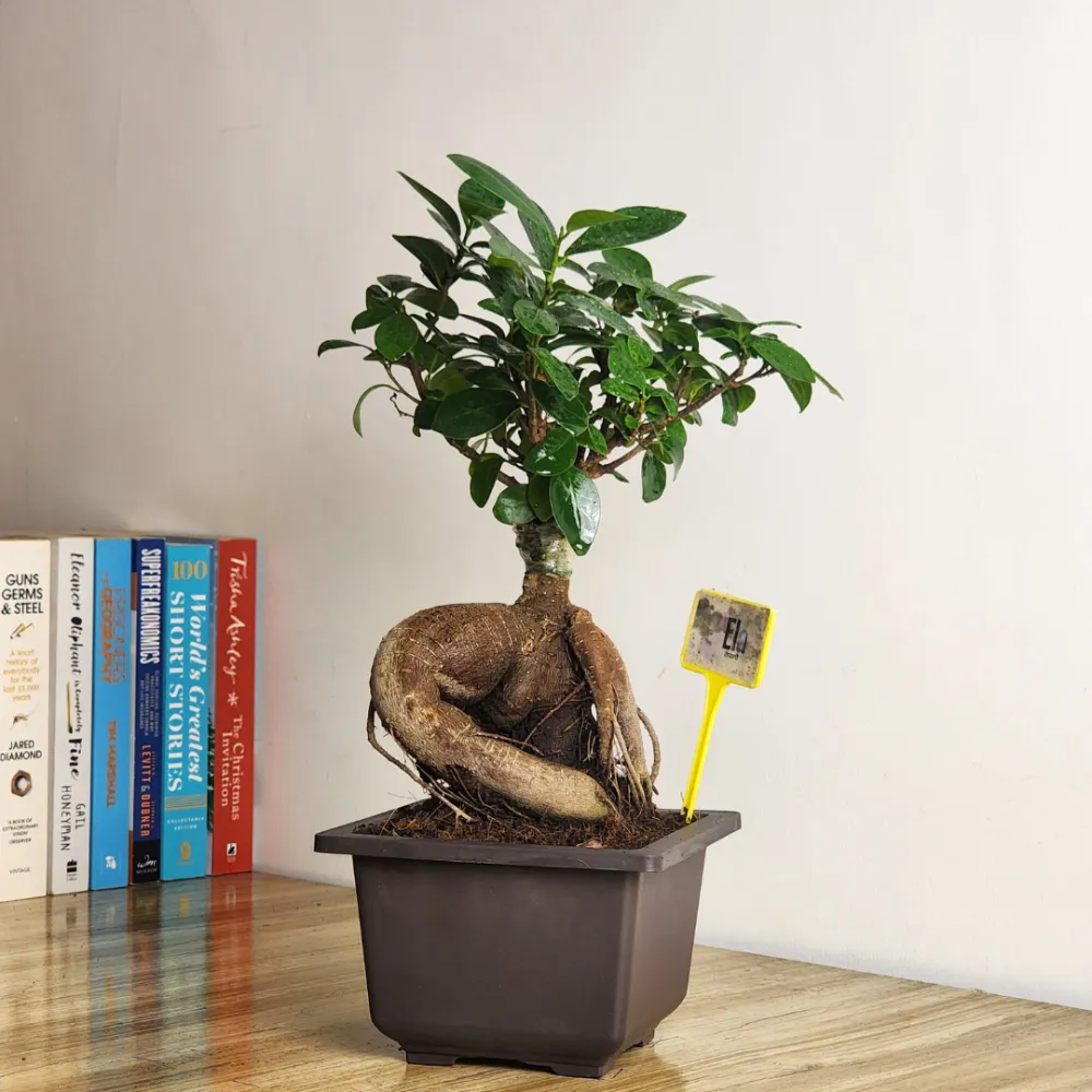 product-gallery