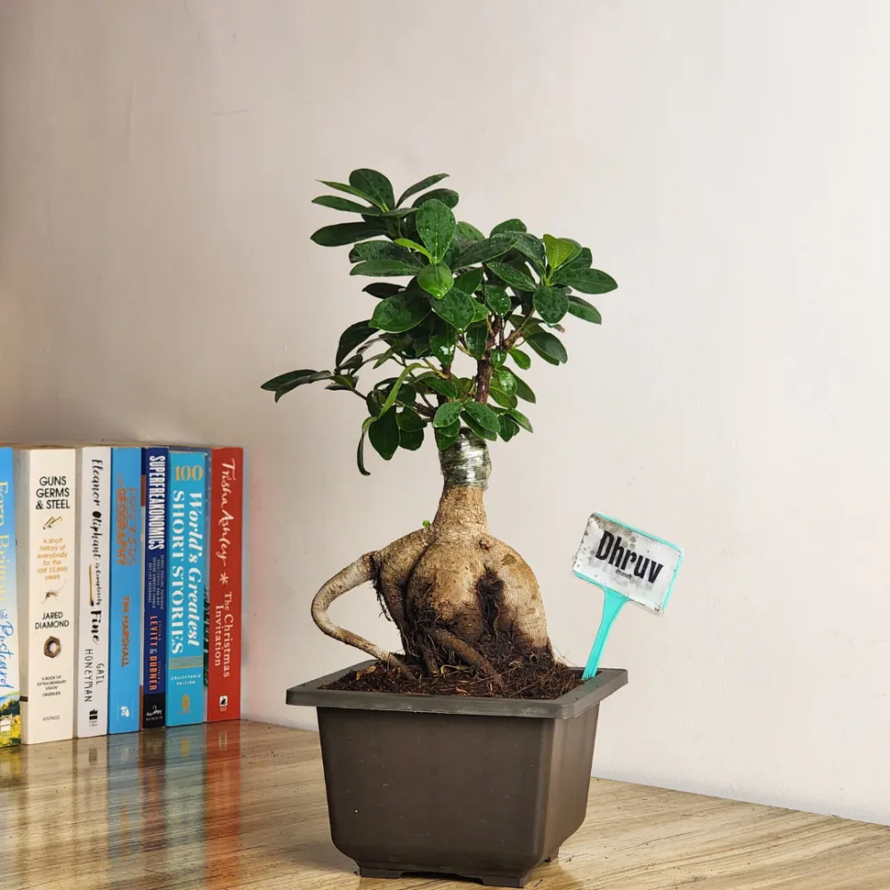 product-gallery