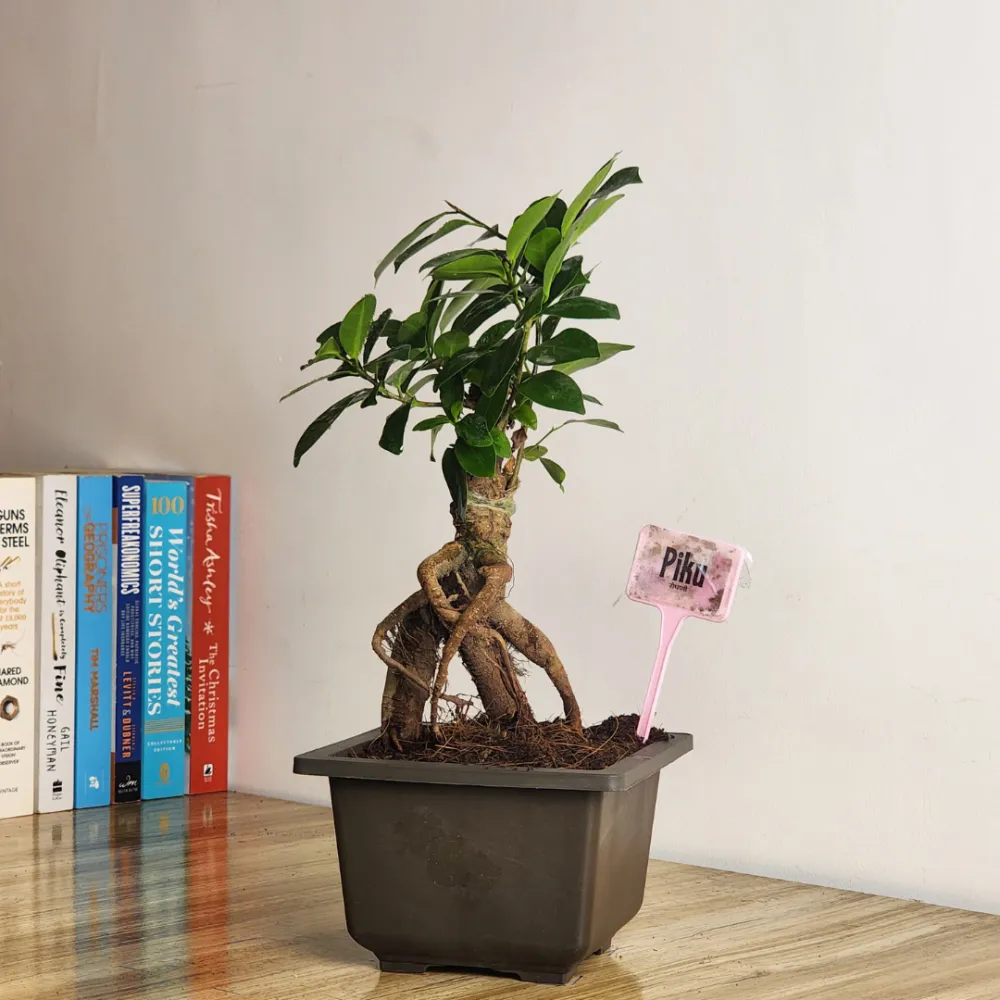 product-gallery