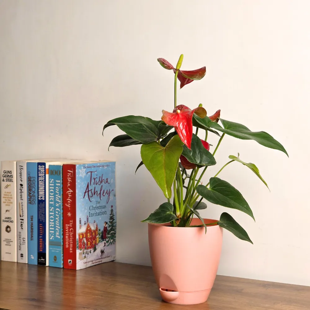 product-gallery
