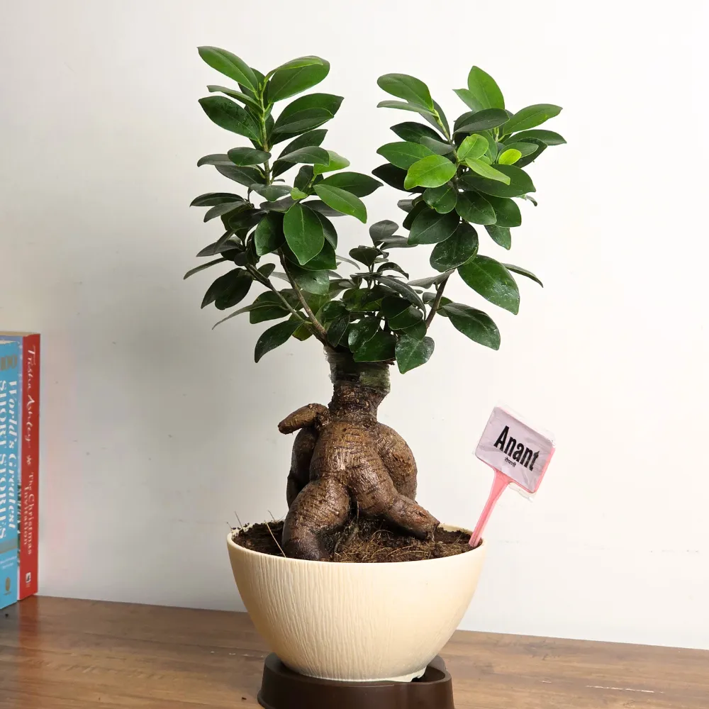 product-gallery